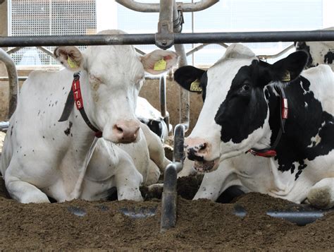  Donkin: Een kleurrijke koloniebewoner met een ongelooflijke regeneratiecapaciteit!