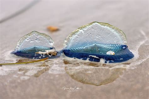  Velella velella: Een blauwe zeilkruiper die op de windsurft!