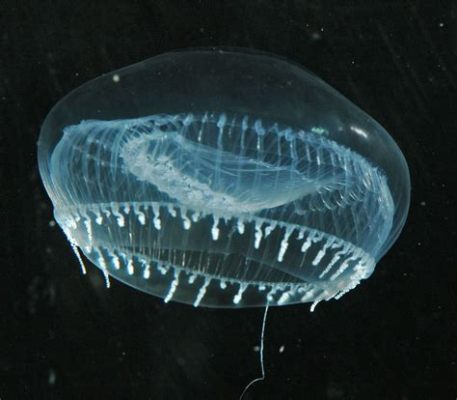  Aequorea victoria: De bioluminescente schoonheid van de diepzee!