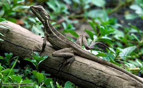  Basilisks! These Primitive Lizards With Powerful Legs Can Sprint Like Miniature Cheetahs!