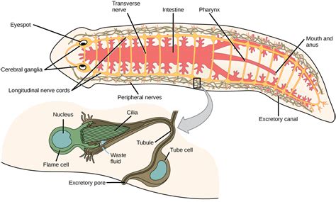  Lophoepithelus! Ontdek deze bijzondere platworm die zich verplaatst door middel van trilharen en spieren.