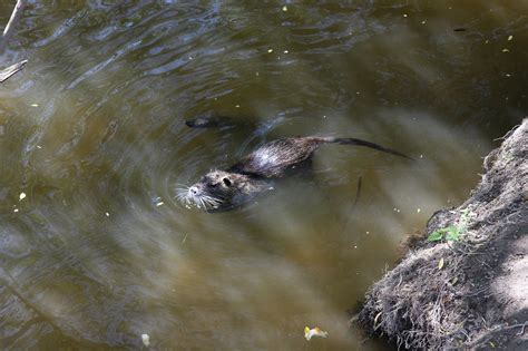  Nutria: Een knaagdier met een voorliefde voor waterplanten en een staart die doet denken aan een otter!