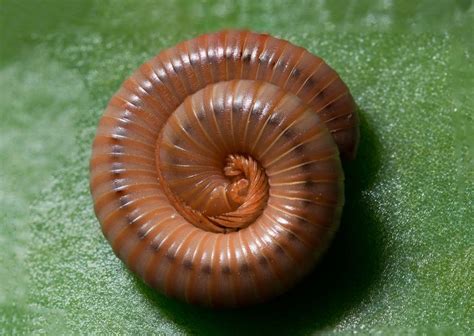  Quinquemaculatus: Een Diplopode met een Vreemde Gewoonte om zijn Voedsel te 'Versieren'!