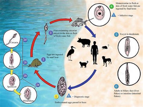  Trematoda: Ontdek De Parasiet Die Het Leven Van Zijn Gastheer Tot Een Eerlijke Transformatie Maakt!