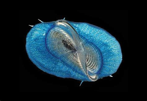  Velella! Een enigmatische kolonie van zwemmende dieren die zich gedragen als een enkelvoudig organisme