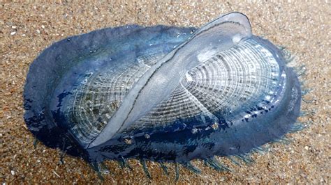  Velella velella: Een blauwe zeilkruiper die op de windsurft!