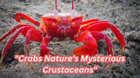  Xerxes Crab: Welk Mysterieus Crustaceaan Doet Je Dromen Van Verloren Steden En Exotische Kustlijnen?