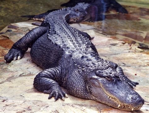  Amerikaanse Alligator! Een Primitieve Roofdier met een Onverwachte Liefde voor Zingen