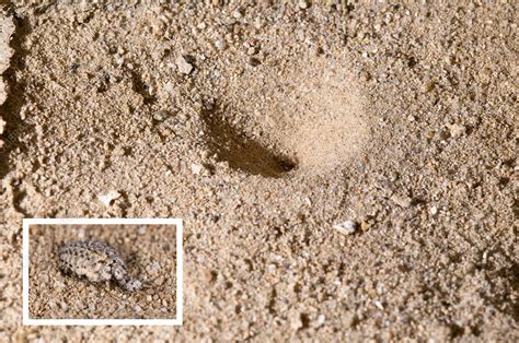  Antlion! Its Camouflaged Lair Reveals a Masterful Predator Lurking Beneath