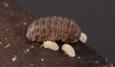   Armadillokevers: Kleine Kruipers Met Een Reusachtige Persoonlijkheid