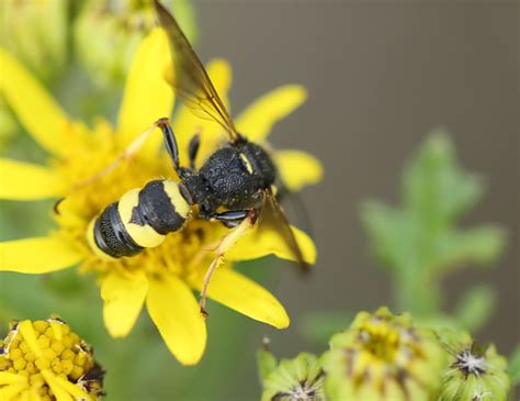  Blaaskop! Een wonderbaarlijke insect met een onverwachte verdedigingsstrategie