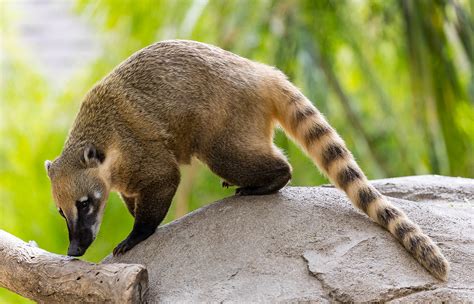  Coati! Een kleine hondachtige met een uitstekende reukzin en een voorliefde voor ongedierte