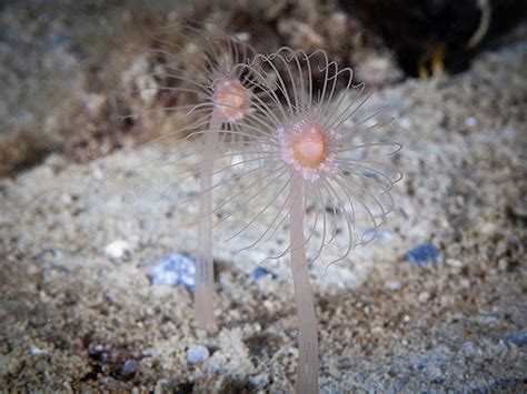  Corymorpha! Een transparante kolonie met de schoonheid van een drijvende sculptuur