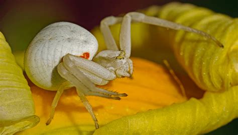  Crab Spiders: Can these Tiny Ambush Predators Really Camouflage Themselves as Flowers?