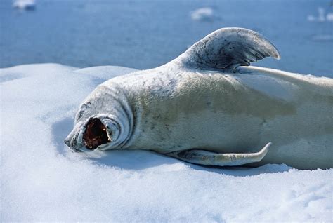  Crabeaterseal! Een fascinerende zeezoetvreter met een bijzondere eetlust