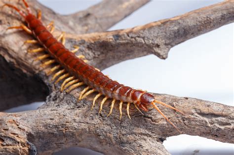  Cryptodes: Deze fascinerende duizendpoot met een imposant aantal poten maakt deel uit van de bodembewoners en kan soms wel tot 10 centimeter lang worden!