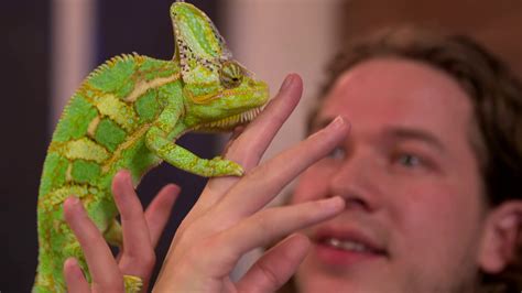  Draak Een imposant reptiel met schubben en een lange staart die zich graag opwarmt onder de zon!