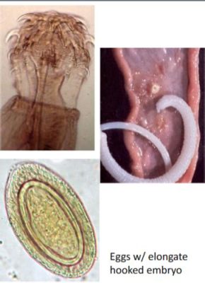  Echinostomum: Een Parasiet met een Voorliefde voor Vogels en Zoogdieren!