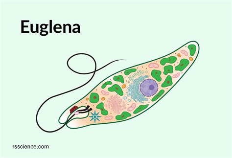   Euglena! Een microscopisch wonder met zowel plantaardige als dierlijke eigenschappen