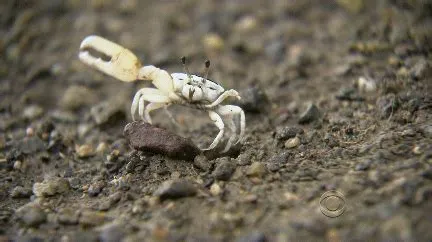 Fiddler Crab: Een Muzikale Wonder dat op de Strandranden een Eigen Dans uitvoert!