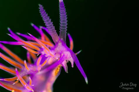 Flabellina! Een wonderlijke zeeslak die zichzelf kan regenereren en fascinerende kleurpatronen vertoont.