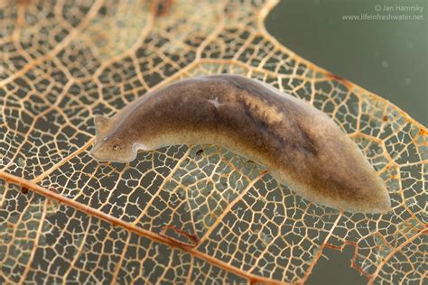  Flatworm! This Tiny Freshwater Creature Is Surprisingly Agile and Adaptable