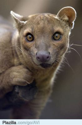  Fossa! Dit Slimme Roofdiert Is Een Meester In Het Verborgen Jagen En Het Ontwijken Van Gevaren