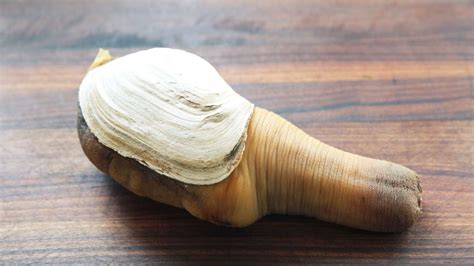  Geoduck: Een Schelpendier Met een Onverwachte Smaak Voor Zanderige Paradissen!