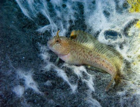  Haddock! Een vis met een schitterende zilverkleurige schubbenlaag die zich voortdurend verstopt tussen de stenen en schelpen van de zeebodem.