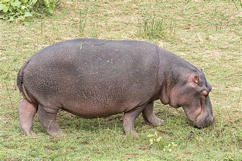  Hippopotamus: Een halve ton aan grazucht en onverwachts agressief zwemgedrag