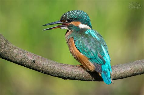  IJsvogel Een Vogelfreund Heeft Nooit Genoeg Kleurige Snavels En Overwinterende Vliegers!