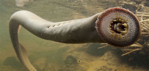  Iksodes: Een kleine bloedzuiger met een grote invloed op de wereld van aquatische dieren!