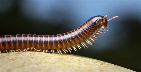  Insolaire Centipede: Een Myriapode Met Een Onverwachte Liefde Voor Vochtigheid!