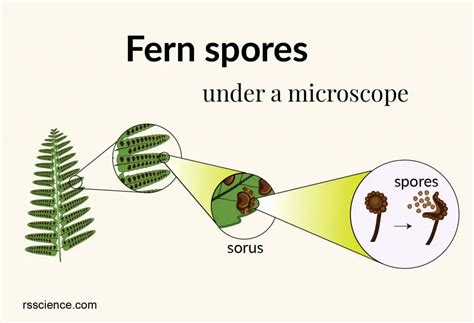  Jejunospora! Ontdek Deze Kleine Paradijsvogel van de Sporenvormen