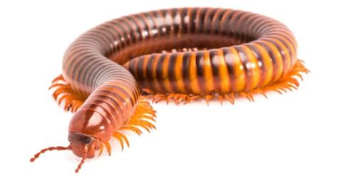  Julius's Jewel Millipede: A Shimmering Treasure Chest of Legs Hiding in Plain Sight!