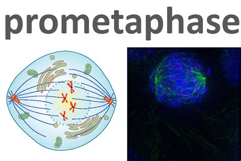  Karyorelictea: Een Microscopische Wonderwereld van Kernspulen en Verslindende Cellen!