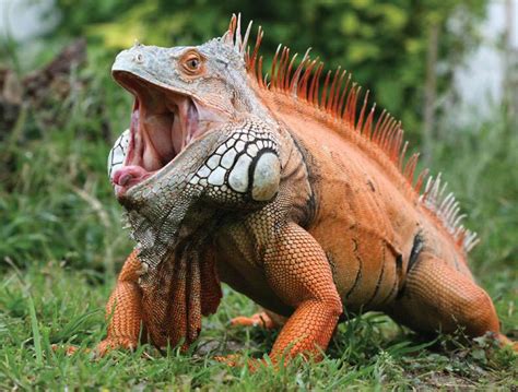 Leguaan! Een Reptiel Met Een Onverwachts Heldhaftige Karaktereigenschap En Een Gevaarlijke Staart