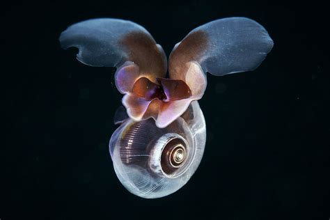  Limacina Helicina: De kleine zeeslak met een spiraalvormige schelp die elegant door de oceaan zweeft!