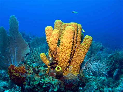  London Sponge: A Master of Disguise Living on the Ocean Floor!