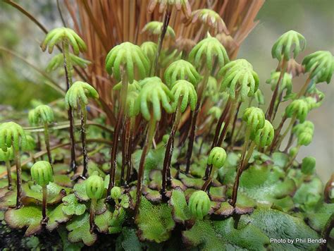  Marchantia polymorpha: Een oneindige hoeveelheid mysterieuze mossen en fascinerende microben!