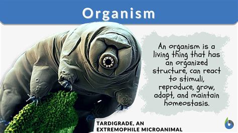  _Matteria_ - Can You Imagine a Single-Celled Organism that Mimics Animal Behavior?