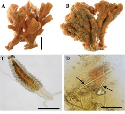  Microciona prolifera: Een wonder van regeneratie dat zich tussen rotsen en schelpen verschuilt!