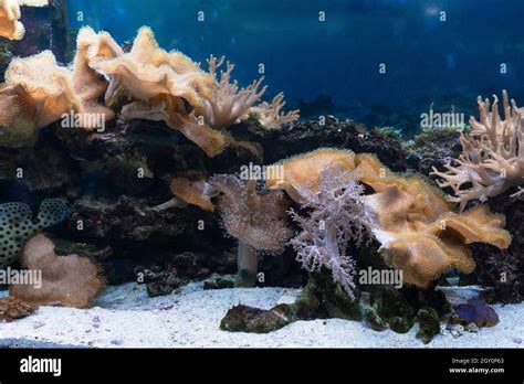  Mushroom Coral: Een kleurrijke kolonie die zich vasthoudt aan de bodem van de oceaan!