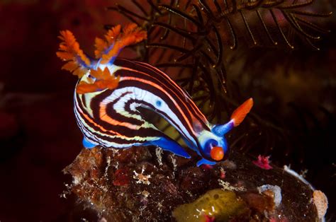  Nudibranch! A Remarkably Colorful Snail That Thrives on Toxins