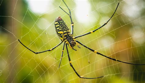  Orbweaver! Een Mysterieuze Architect met een Smaak voor Insecten