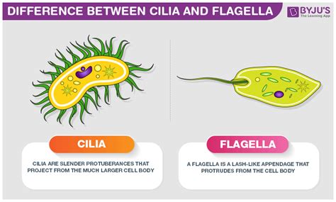  Peranema: Een eencellig wonder dat zich voortbeweegt met trilharen en voedt zich met bacteriën!