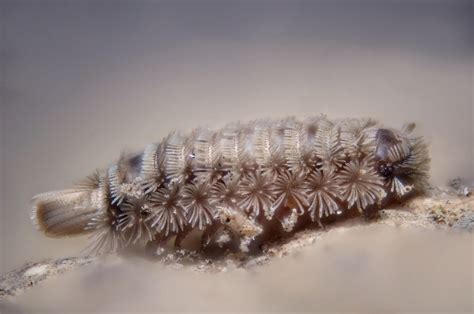 Polyxenida! De meest bescheiden van alle duizendpoten met een onverwachte hobby: vuil eten.