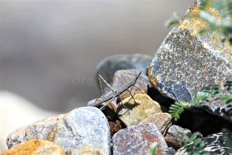  Pothole Ant: Een meester in camouflage en een architect van ondergrondse paleizen!