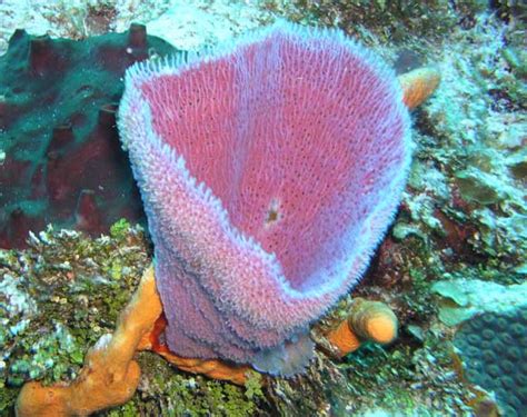 Purple Vase Sponge: Een Kleurrijke Onderwaterbewoner met een Wonderbaarlijke Filtercapaciteit!