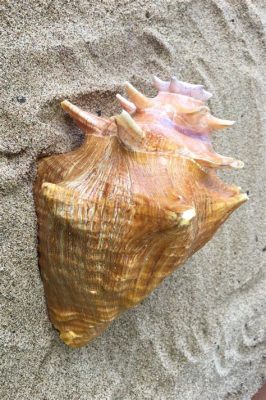  Queen Conch: Een marien wonder met een schitterende hoorn en een levensstijl vol mysterie!